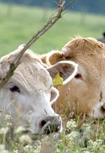 cows