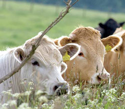 cows