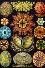 Haeckel_Ascidiae