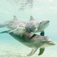 The Soul in the Sea: Re-Uniting with the Dolphins