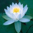 Enlightenment in the East: Misunderstood & Misinterpreted