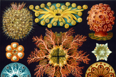 Morphic Resonance - Dr. Rupert Sheldrake Haeckel_Ascidiae-1-400x266