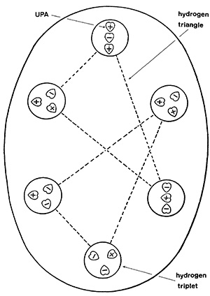 Figure 1. The hydrogen “micro-psi atom.” The UPAs are the heart-shaped objects designated a plus or minus sign denoting either an inflow (minus) or outflow (plus) of energy. Stephen M. Phillips argues that each triangle is a single hydrogen nuclei and that the micro-psi observation has somehow bonded two together. The mid-sized circles are therefore quarks, and the heart-shaped entities sub-quarks. (Source: Occult Chemistry by Annie Besant and C.W. Leadbeater.)