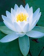 Enlightenment in the East: Misunderstood & Misinterpreted